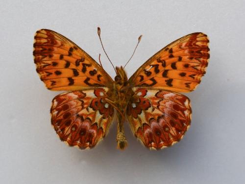 Boloria titania